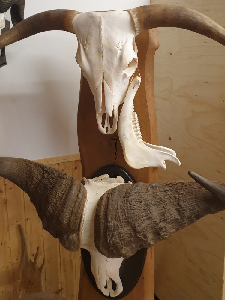 Trophäe vom Wasserbüffel und Büffel