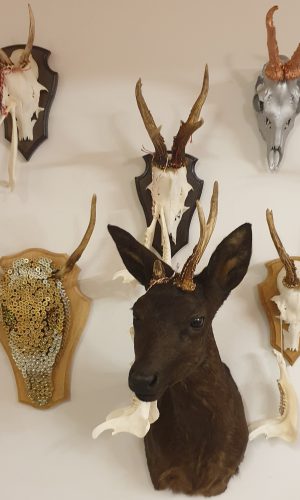 Rehbock Präparat und weiter Trophäen an der Wand
